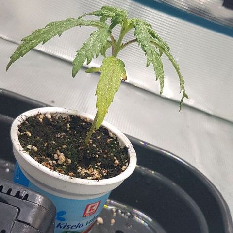 Jagoda growlog timeline photo