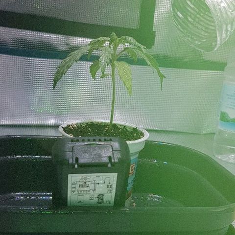 Jagoda growlog timeline photo