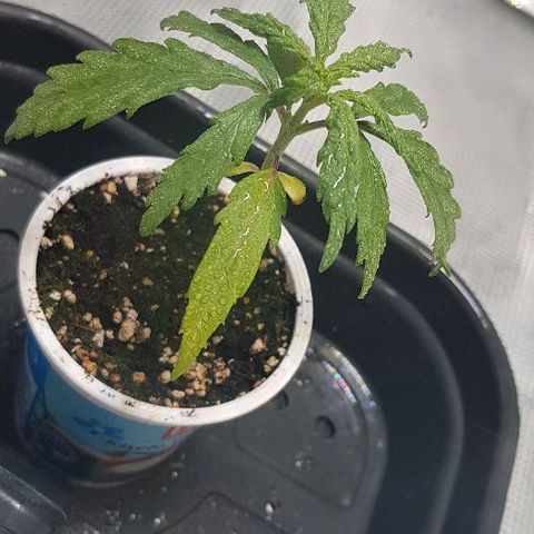 Jagoda growlog timeline photo