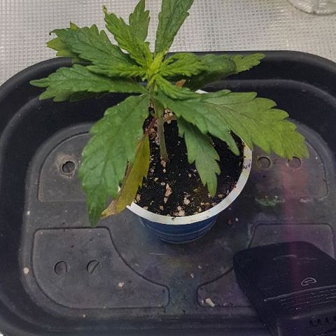 Jagoda growlog timeline photo
