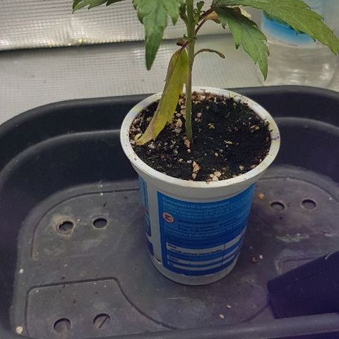 Jagoda growlog timeline photo