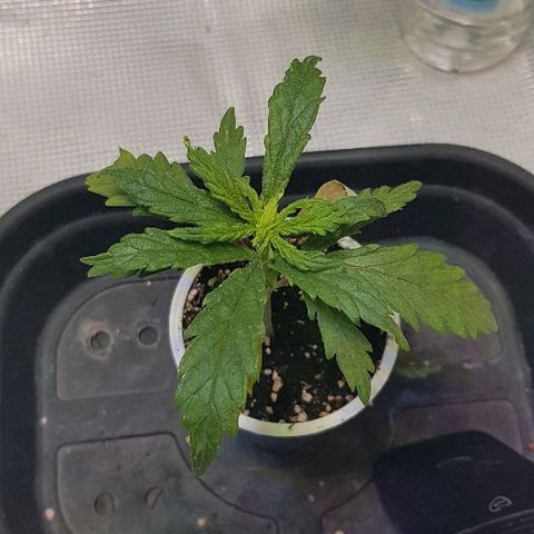 Jagoda growlog timeline photo