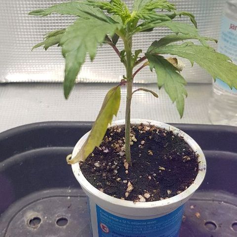 Jagoda growlog timeline photo
