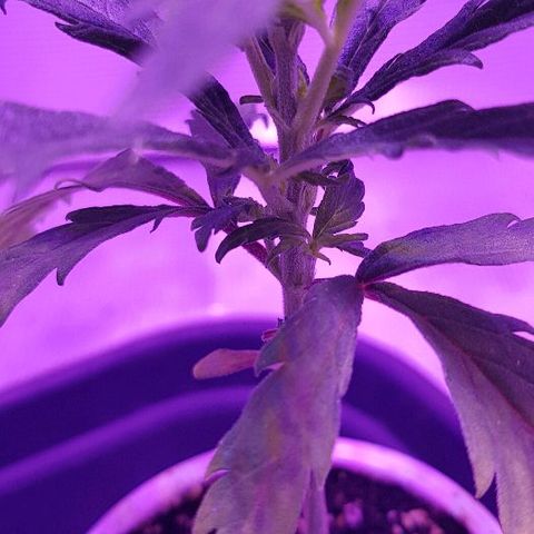 Jagoda growlog timeline photo