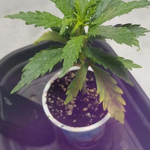Jagoda growlog timeline photo