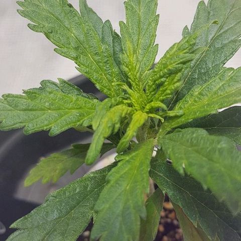 Jagoda growlog timeline photo