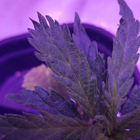 Jagoda growlog timeline photo
