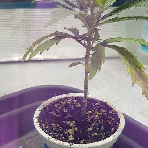 Jagoda growlog timeline photo