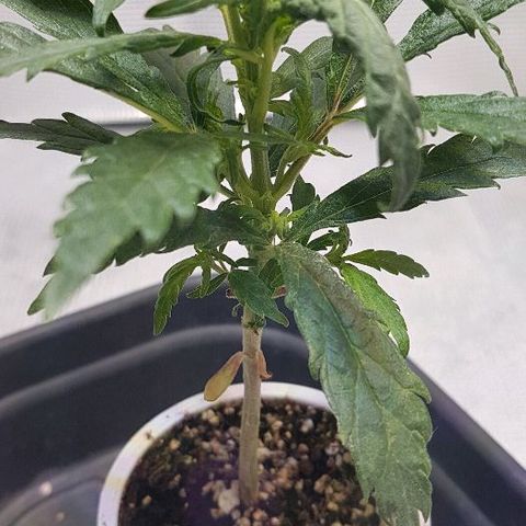 Jagoda growlog photo: prije presađivanja