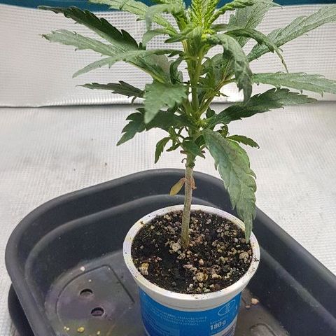 Jagoda growlog photo: prije presađivanja