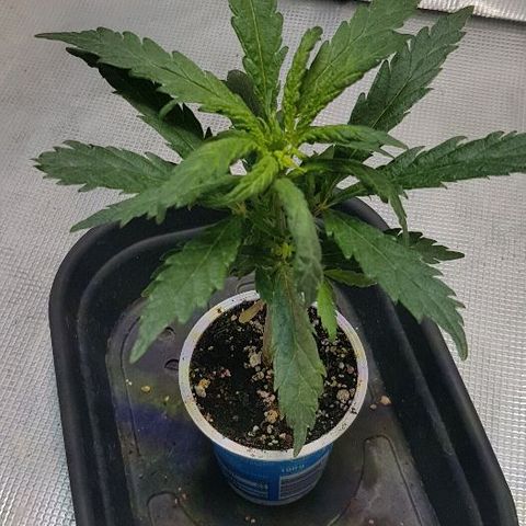Jagoda growlog photo: prije presađivanja
