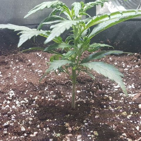 Jagoda growlog timeline photo