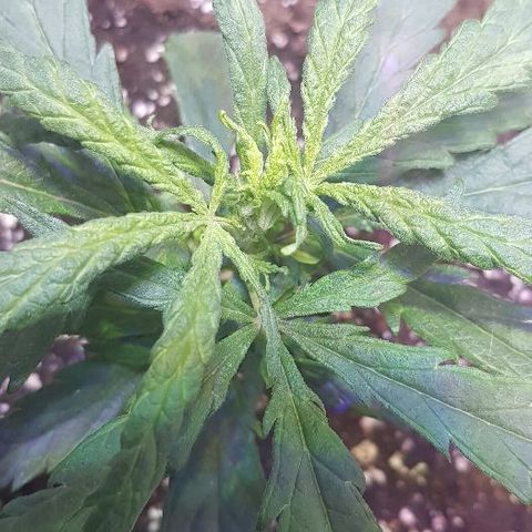 Jagoda growlog timeline photo