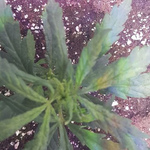 Jagoda growlog timeline photo