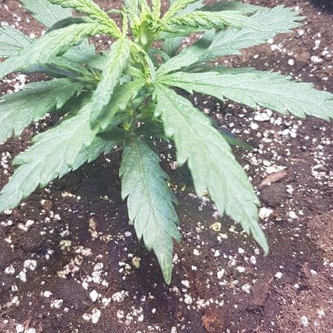 Jagoda growlog timeline photo