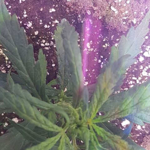 Jagoda growlog timeline photo