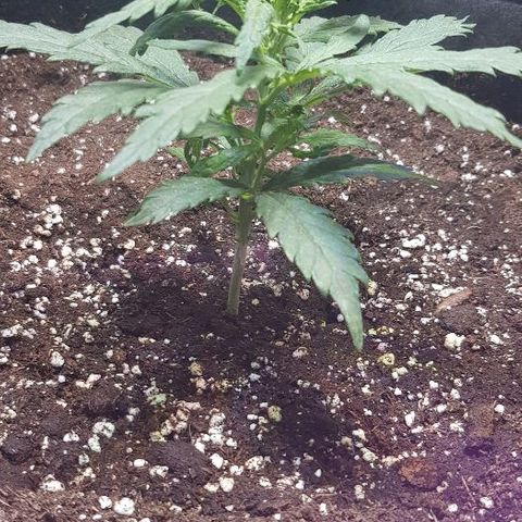 Jagoda growlog timeline photo