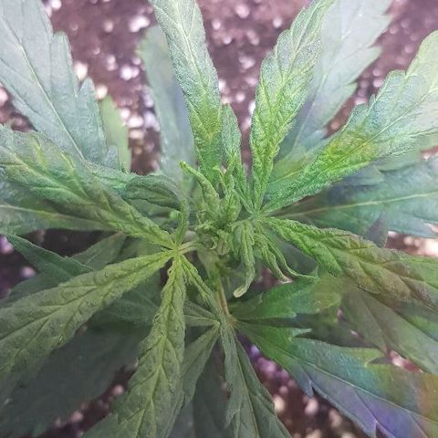 Jagoda growlog timeline photo