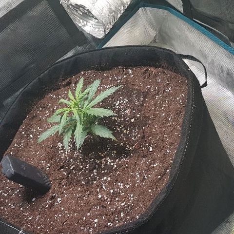 Jagoda growlog timeline photo