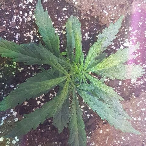 Jagoda growlog timeline photo