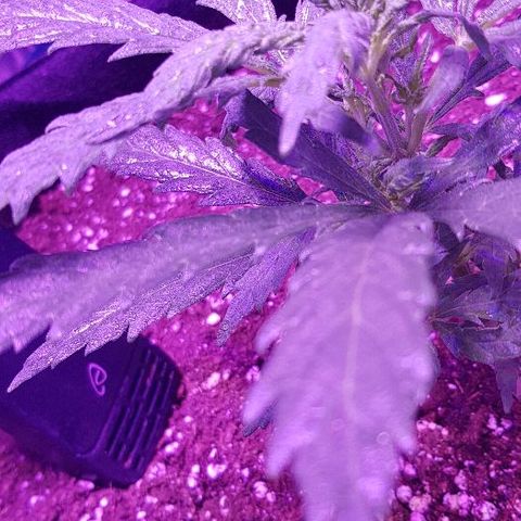 Jagoda growlog timeline photo
