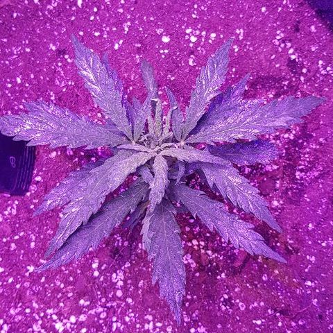 Jagoda growlog timeline photo