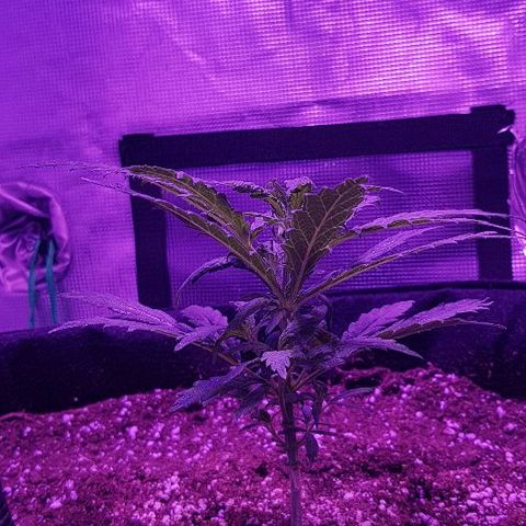 Jagoda growlog timeline photo
