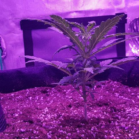 Jagoda growlog timeline photo