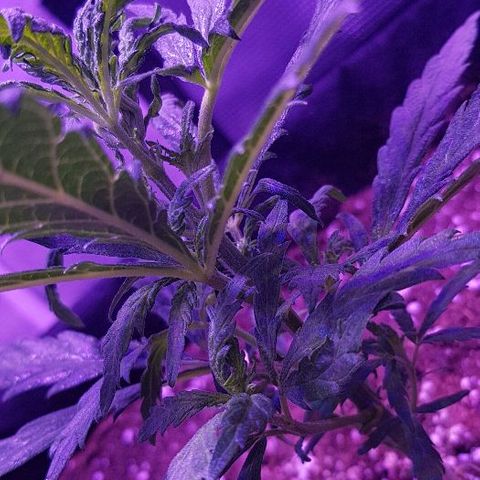 Jagoda growlog timeline photo