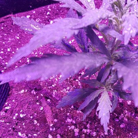 Jagoda growlog timeline photo
