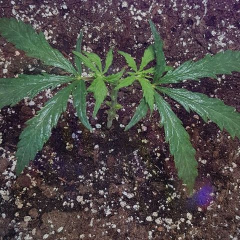 Jagoda growlog photo: Mainlining prvi dio, sve osim jedne razine ostavio, odabrao najjednakije(4 razina bila) od 6