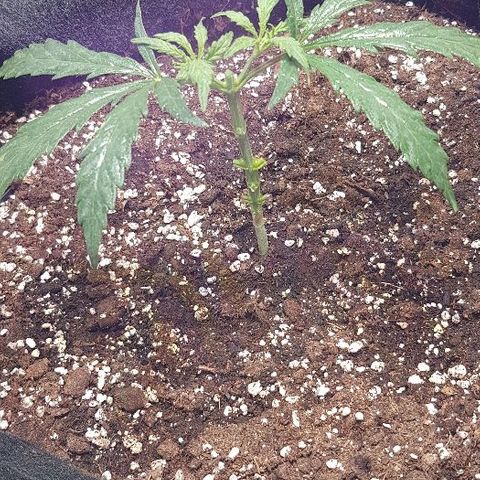 Jagoda growlog photo: Mainlining prvi dio, sve osim jedne razine ostavio, odabrao najjednakije(4 razina bila) od 6