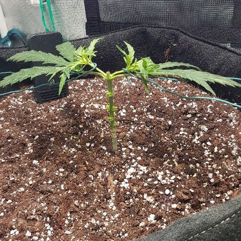 Jagoda growlog timeline photo