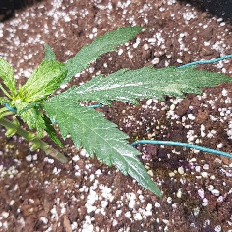 Jagoda growlog timeline photo