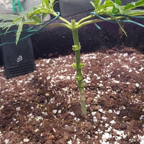Jagoda growlog timeline photo