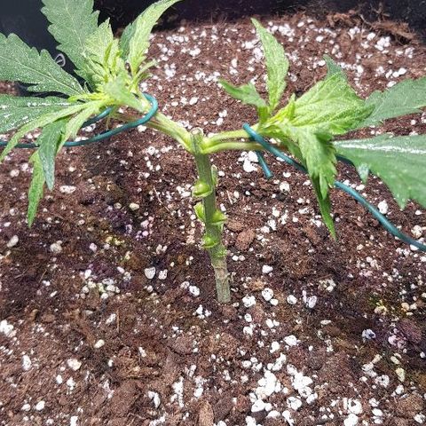 Jagoda growlog timeline photo