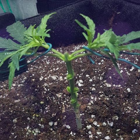 Jagoda growlog timeline photo