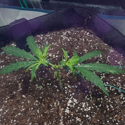 Jagoda growlog timeline photo