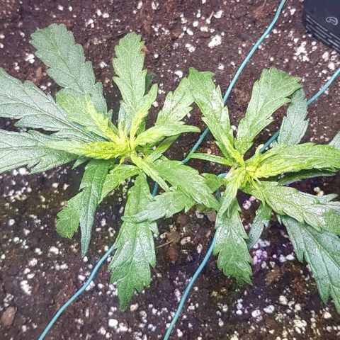 Jagoda growlog timeline photo