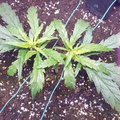 Jagoda growlog timeline photo