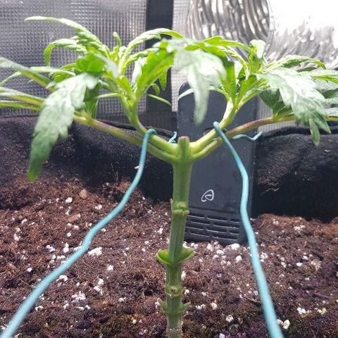 Jagoda growlog timeline photo