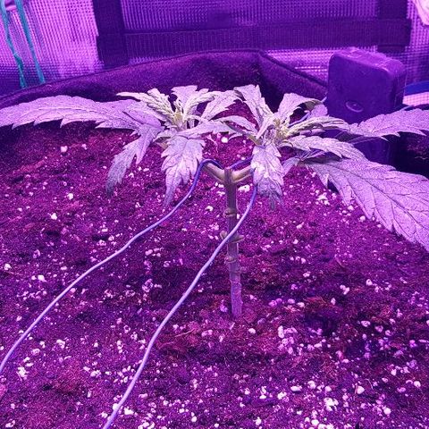 Jagoda growlog timeline photo