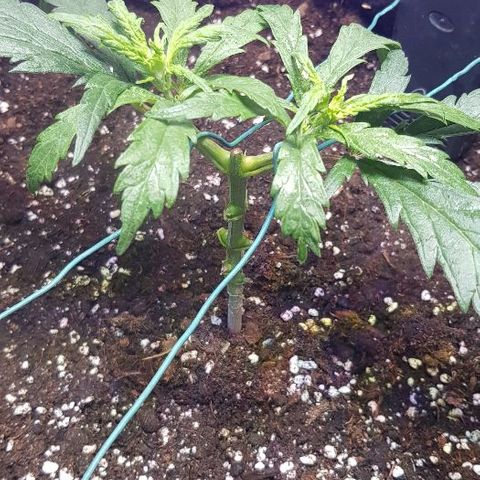 Jagoda growlog timeline photo