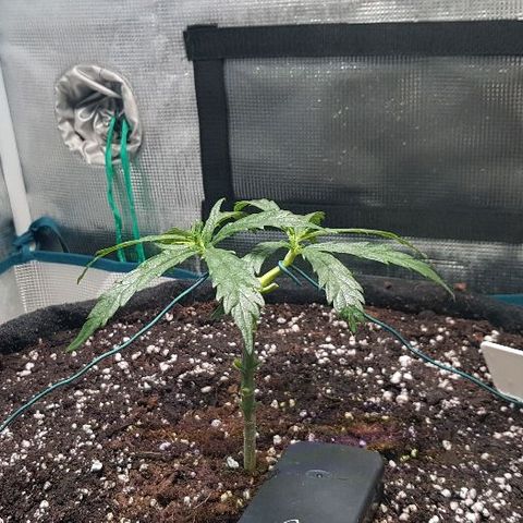 Jagoda growlog timeline photo
