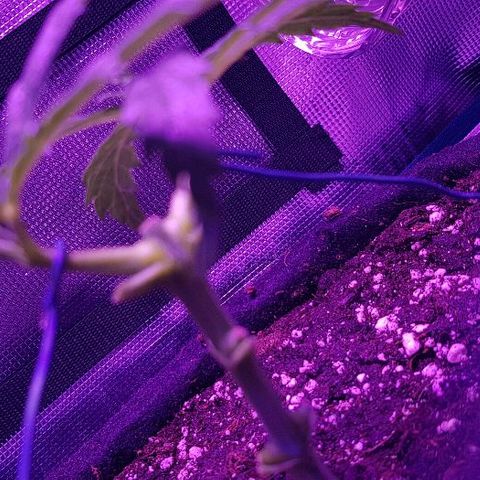 Jagoda growlog timeline photo