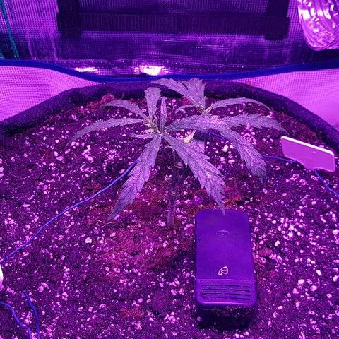Jagoda growlog timeline photo