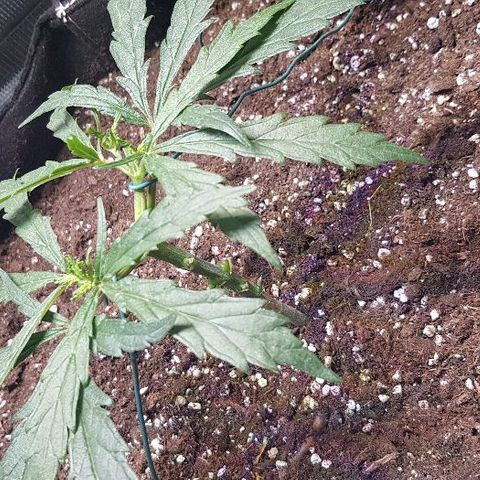 Jagoda growlog timeline photo