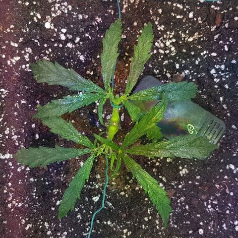 Jagoda growlog timeline photo