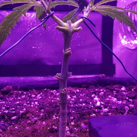 Jagoda growlog timeline photo