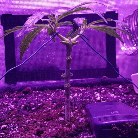 Jagoda growlog timeline photo